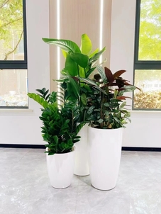 奉化花木租赁管理-杭州湾花卉租摆费用-江北绿色植物租用-江北花木租摆价格表